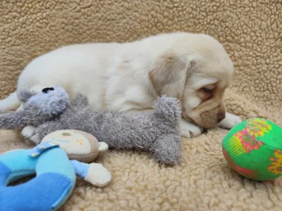 Nabídka štěněte labradorského retrievera