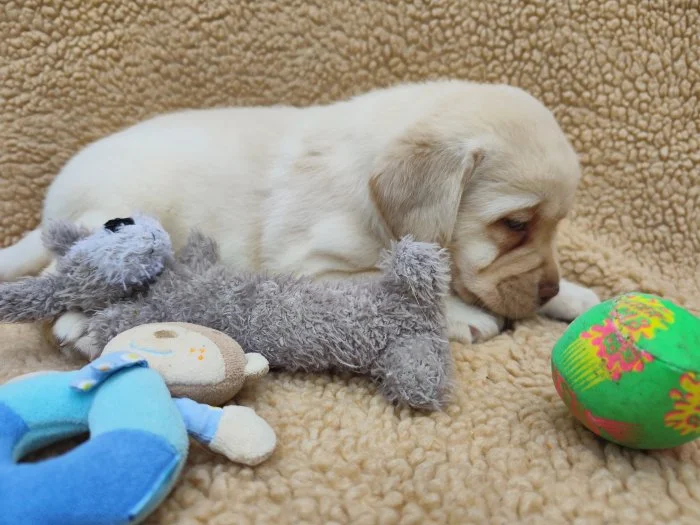 Nabídka štěněte labradorského retrievera