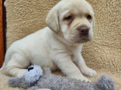 Nabídka štěněte labradorského retrievera