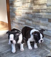 Bostonský teriér s PP (FCI)