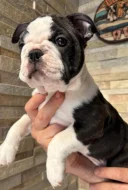 Bostonský teriér s PP (FCI)