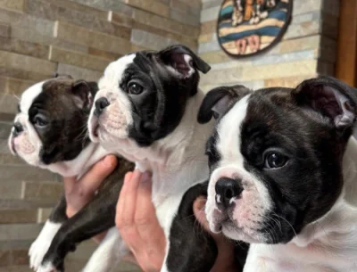 Bostonský teriér s PP (FCI)