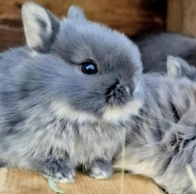 Zakrslý bílopesíkatý králik