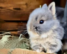 Zakrslý bílopesíkatý králik