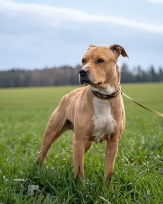 Darujeme opuštěnou fenu AST