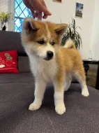Akita inu