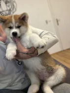 Akita inu