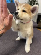 Akita inu