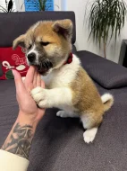 Akita inu