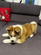 Akita inu