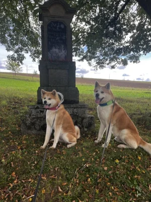 Akita inu