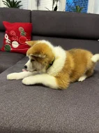 Akita inu