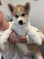 Akita inu