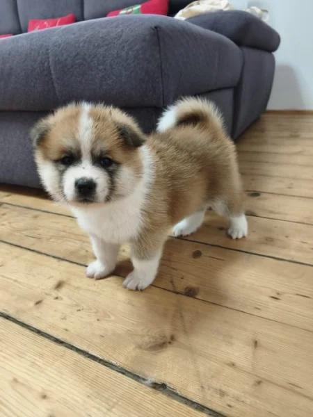 Akita inu