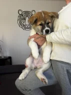 Akita inu