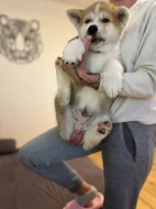 Akita inu