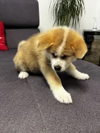 Akita inu