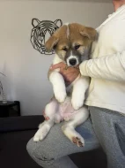 Akita inu