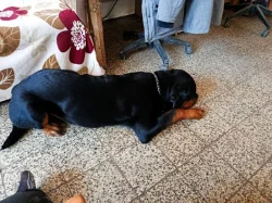 Hledáme domov pro štěně Rotwailera