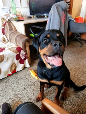 Hledáme domov pro štěně Rotwailera