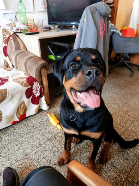 Hledáme domov pro štěně Rotwailera