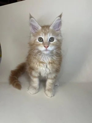 Mainská mývalí - kocouři