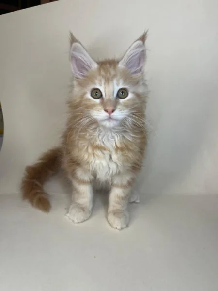 Mainská mývalí - kocouři