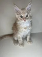 Mainská mývalí - kocouři