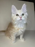 Mainská mývalí - kocouři