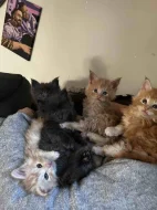 Mainská mývalí - kocouři