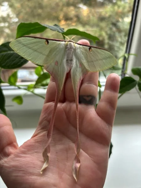 Actias dubernardi - kokony
