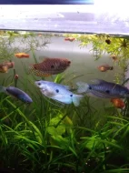 Čichavec Šedý (modrý)