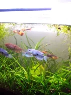 Čichavec Šedý (modrý)