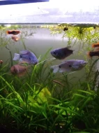 Čichavec Šedý (modrý)