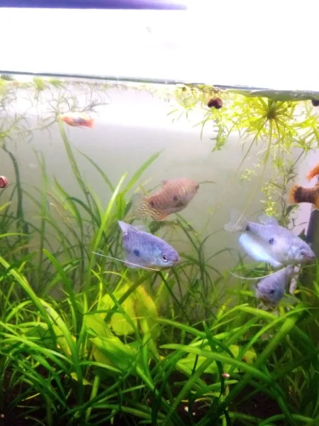 Čichavec Šedý (modrý)