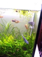 Čichavec Šedý (modrý)