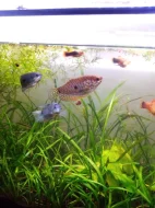 Čichavec Šedý (modrý)