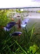 Čichavec Šedý (modrý)