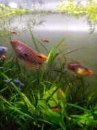 Čichavec Šedý (modrý)