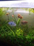 Čichavec Šedý (modrý)