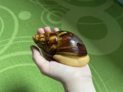 Archachatina marginata ovum Nigeria acromelanic 🐌