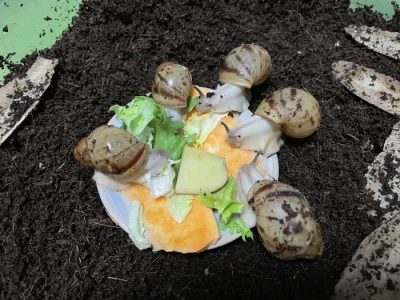 Archachatina marginata ovum Nigeria acromelanic 🐌