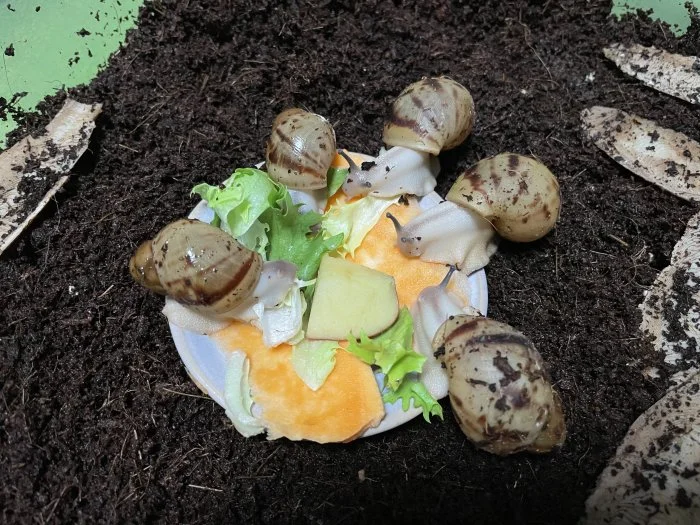 Archachatina marginata ovum Nigeria acromelanic 🐌