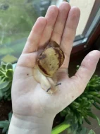 Archachatina marginata ovum Nigeria acromelanic 🐌