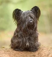 🐶 Štěňata vzácného Skye Terrier s PP - rezervace otevřena