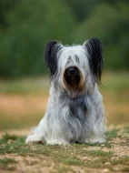 🐶 Štěňata vzácného Skye Terrier s PP - rezervace otevřena