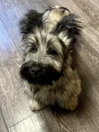 🐶 Štěňata vzácného Skye Terrier s PP - rezervace otevřena