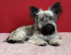 🐶 Štěňata vzácného Skye Terrier s PP - rezervace otevřena