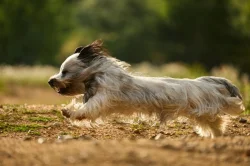 🐶 Štěňata vzácného Skye Terrier s PP - rezervace otevřena