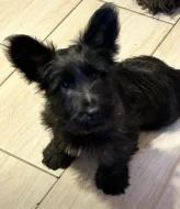 🐶 Štěňata vzácného Skye Terrier s PP - rezervace otevřena